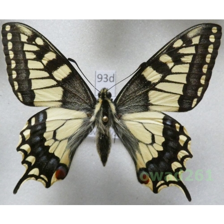 Papilio machaon Linnaeus, 1758 Czech 62mm93d